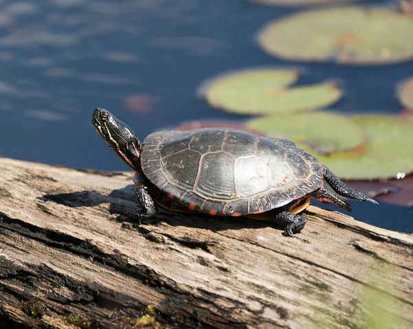 Painted turtle resting on a log in the pond with lily pad pond, water lilies, moss and displaying its turtle shell, head, paws in its environment and habitat. Turtle Image. Picture. Portrait.