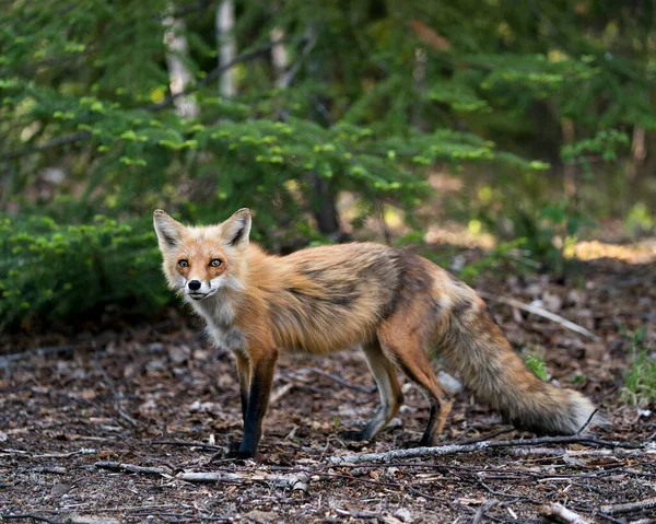 Red Fox Vista Lateral Perfil Close Primavera Com Fundo Árvore — Fotografia de Stock