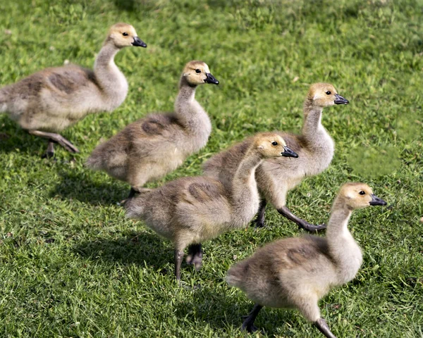 Canada Gosling Birds Marching Grass Right Side Environment Habitat Surrounding — Stock Photo, Image