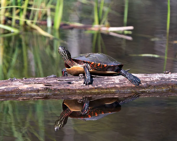 Painted Turtle Resting Log Body Reflection Displaying Its Turtle Shell — Stock Photo, Image