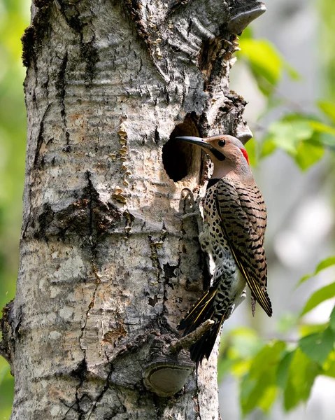 Northern Flicker bird close-up view building its nest house in its environment and habitat surrounding during bird season mating. Image. Picture. Portrait. Photo.