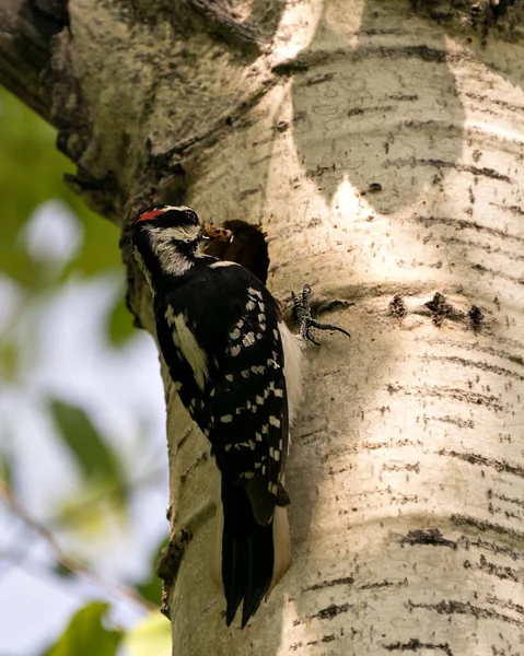 Ağaçkakan yuvasına, çevresine ve habitatına böcek yiyeceği ile bakıyor. Görüntü. Görüntü. Portre.