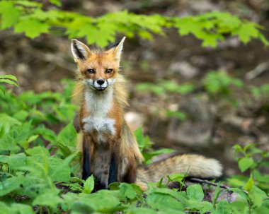 Red Fox 'un yakın plan profil görüntüsü otururken ve yeşillik arka planı ve ön planı olan doğal ortamında kameraya bakarken. Görüntü. Fotoğraf. Portre. Tilki Resmi.