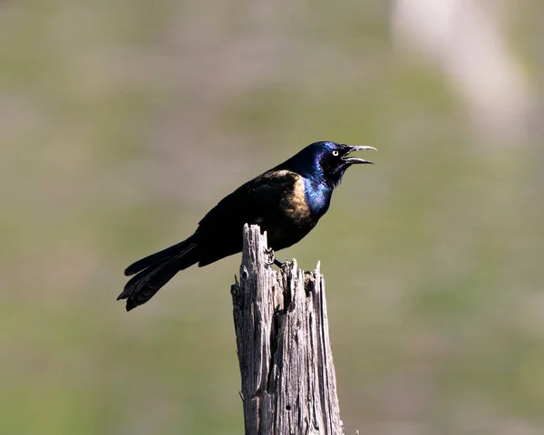 Grackle Comune Arroccato Ceppo Con Uno Sfondo Sfocato Che Mostra — Foto Stock