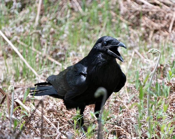 Rabe Steht Auf Dem Laub Mit Schwarzem Gefieder Körper Kopf — Stockfoto