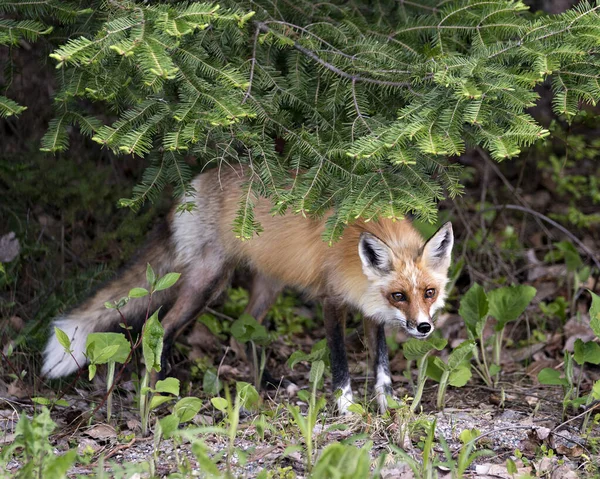 キツネの尾 その環境や地面に背景や苔や葉を持つ生息地を表示する春に赤いキツネのクローズアッププロフィールビュー フォックス画像 写真だ 肖像画 — ストック写真