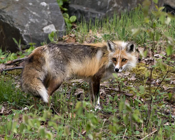 Red Fox Vista Lateral Perfil Close Com Fundo Rocha Musgo — Fotografia de Stock