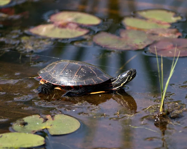 Painted turtle on a log in the pond with lily pad pond, water lilies, and displaying its turtle shell, head, paws in its environment and habitat surrounding. Turtle Image. Picture. Portrait. Photo.