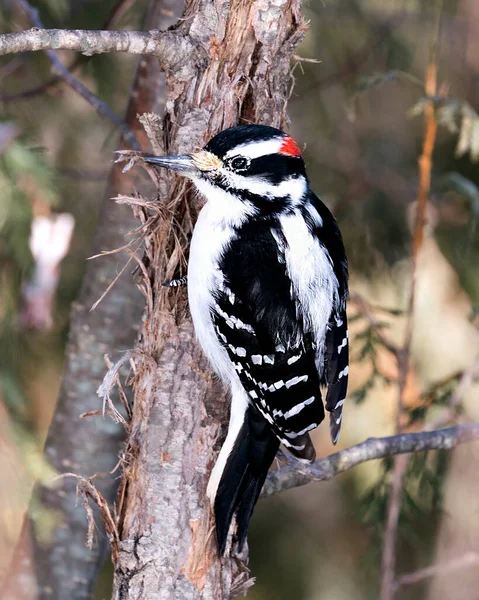 Vue Gros Plan Profil Pic Grimpant Dans Tronc Des Arbres — Photo