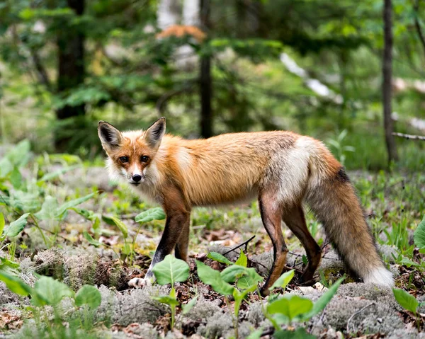 红狐特写侧视摄像头 在其环境和栖息地的森林背景模糊 福克斯形象 — 图库照片