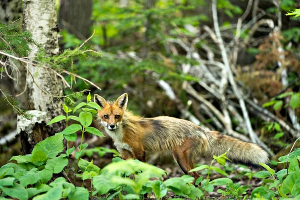 Red Fox Vue Profil Rapprochée Dans Forêt Avec Feuillage Regardant — Photo