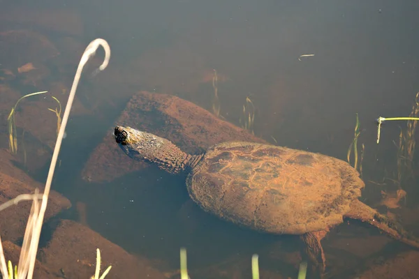 Snapping Turtle in the foggy water displaying long neck, head, turtle shell, paws in its environment and habitat surrounding. Turtle Image. Picture. Portrait. Photo.
