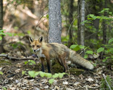 Kızıl Tilki, yeşillik ve doğal yaşam alanındaki kameralara bakarak ormanda yakın plan profil görüntüsü oluşturur. Görüntü. Fotoğraf. Portre. Tilki Resmi.