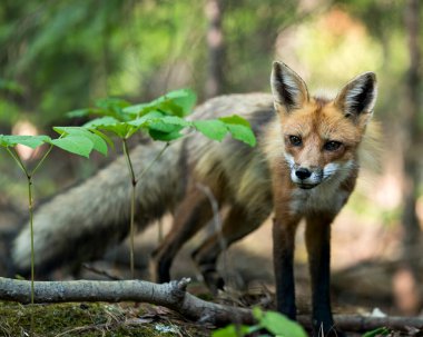 Kızıl Tilki, yeşillik ve doğal yaşam alanındaki kameralara bakarak ormanda yakın plan profil görüntüsü oluşturur. Görüntü. Fotoğraf. Portre. Tilki Resmi.