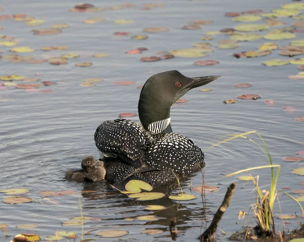 Common Loon Nadando Cuidando Del Lomo Pollito Con Almohadillas Nenúfar — Foto de Stock