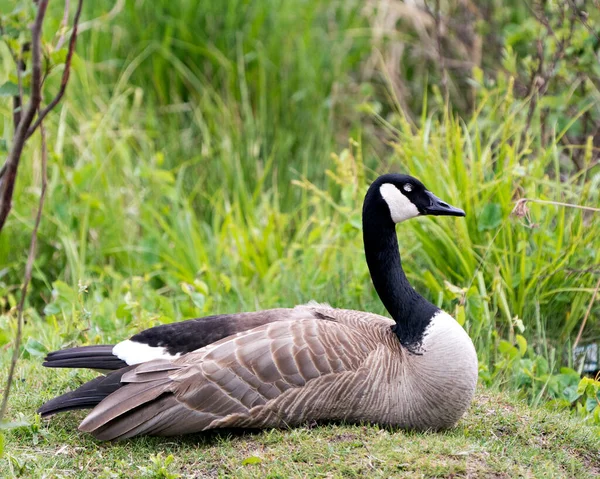 Canada Gans Met Veel Oog Rust Gras Met Wazige Groene — Stockfoto