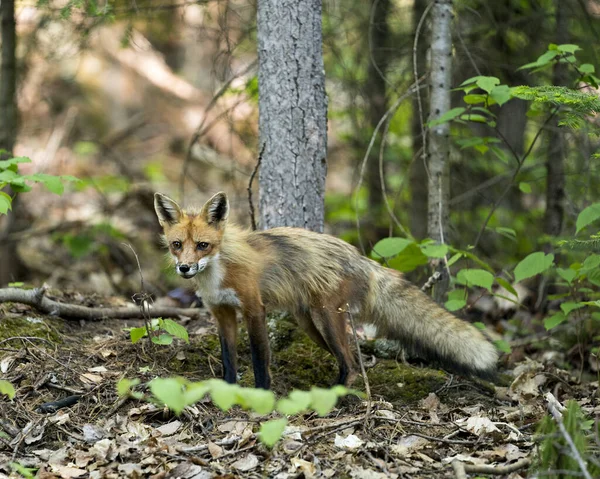Kızıl Tilki, yeşillik ve doğal yaşam alanındaki kameralara bakarak ormanda yakın plan profil görüntüsü oluşturur. Görüntü. Fotoğraf. Portre. Tilki Resmi.