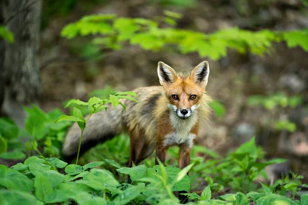 Widok Profilu Zbliżeniowego Red Fox Lesie Liśćmi Patrząc Kamerę Jej — Zdjęcie stockowe