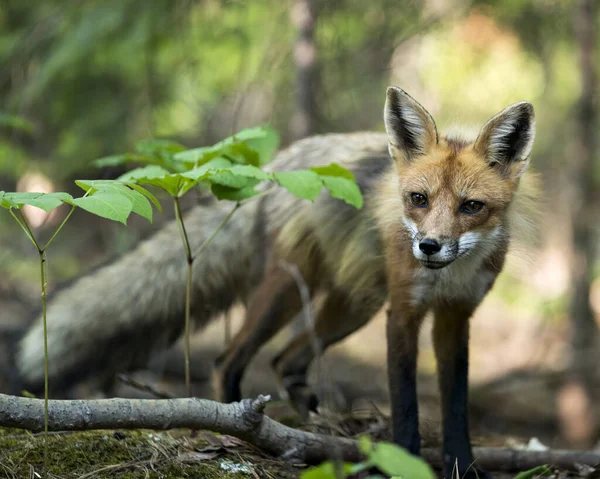 Kızıl Tilki, yeşillik ve doğal yaşam alanındaki kameralara bakarak ormanda yakın plan profil görüntüsü oluşturur. Görüntü. Fotoğraf. Portre. Tilki Resmi.