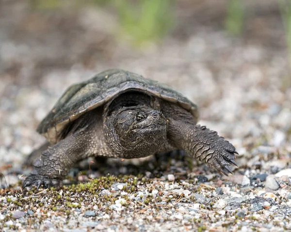 Snapping Turtle Närbild Profil Utsikt Promenader Grus Sin Miljö Och — Stockfoto