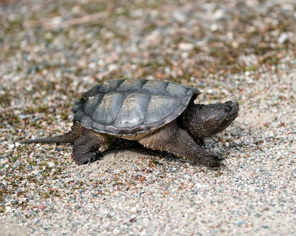 Snapping Turtle close-up profile view walking on gravel in its environment and habitat surrounding displaying dragon tail, turtle shell, paws, nails. Turtle Picture. Portrait. Image. Photo.