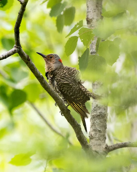 北方的雌鸟栖息在一个绿色模糊背景的枝条上 在鸟类季节交配时 其周围的环境和栖息地都被蓬松的羽毛羽毛包裹着 — 图库照片