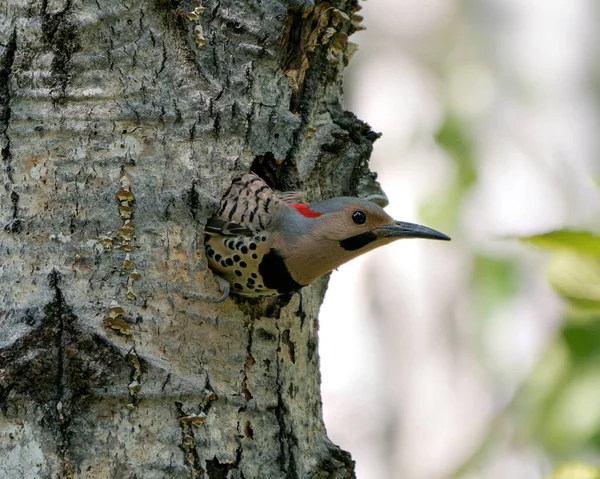 Northern Flicker bird head shot close-up view in its nest cavity entrance,  in its environment and habitat surrounding during bird season mating. Image. Picture. Portrait. Photo.