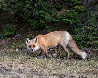 İlkbaharda kırmızı tilki yakından profil görüntüsü tilki kuyruğu, kürkü, çevresi ve doğal ortamında zemin üzerinde bir arka plan, yosun ve yeşillik sergiliyor. Fox Image 'da. Görüntü. Portre. Fotoğraf..