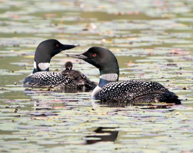 Avam kafali ve bebek karabasan ebeveynlerinin sırtina biniyor ve çevrelerinde nilüferler ve habitatlarla yeni yasami kutluyorlar. Tımarhane resmi. Portre. Görüntü. Fotoğraf. Yavru Dalgıç Arkaya Biniyor.