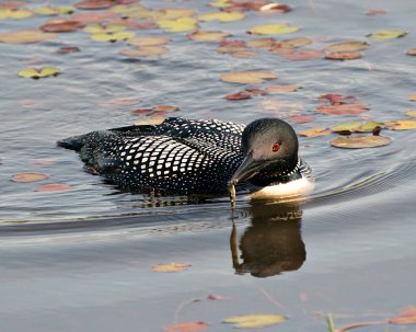 Su zambakları arka planda ve ön planda, sulak arazi ortamında ve doğal ortamında bir balıkçıl gagasında yüzüyor. Tımarhane resmi. Portre. Görüntü. Fotoğraf.. 