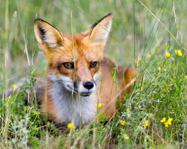 Kızıl tilki başı, sarı çiçekli arka plan ve ön plan, çevresi ve çevresindeki yaşam alanı ile kameraya yakından bakıyor. Görüntü. Portre. Tilki Resmi. 