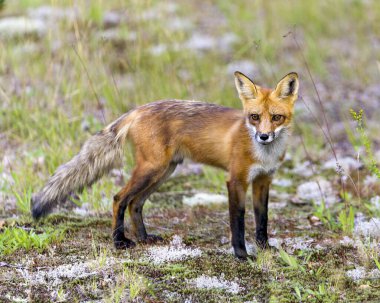 Kızıl tilki manzarası, çevresindeki yaz kürkü ve yaşam alanı ile bulanık bir arka plan ile kameraya bakıyor. Görüntü. Portre. Tilki Resmi.