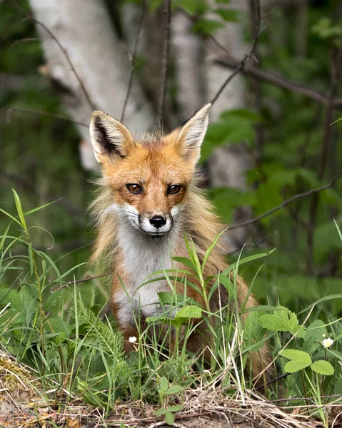 Red Fox Head Girato Close Vista Profilo Guardando Fotocamera Con — Foto Stock