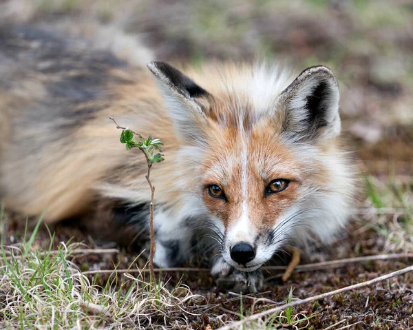 レッドフォックスは 生息地や環境の中で背景がぼやけているカメラを間近で見ています 写真だ 肖像画 フォックス画像 頭を撃たれた — ストック写真