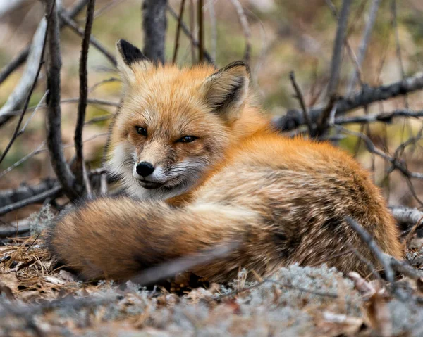 Red Fox Close Profile View Resting White Moss Brown Leaves — Stock Photo, Image