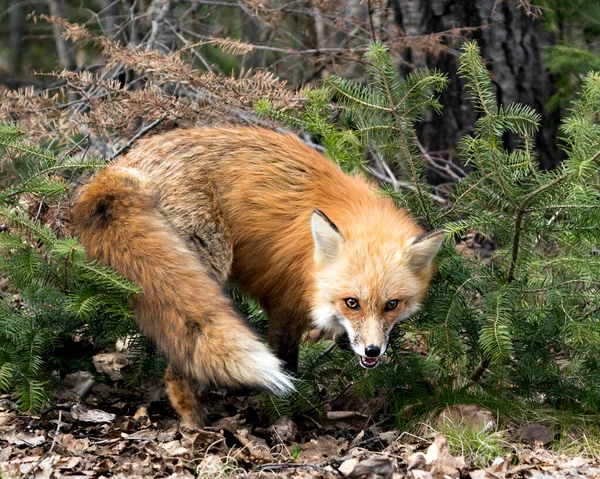 Red fox close-up profile view in the spring season displaying fox tail ...