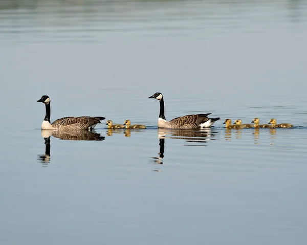Canadian Geese Gosling Babies Swimming Displaying Wings Head Neck Beak — Stock Photo, Image