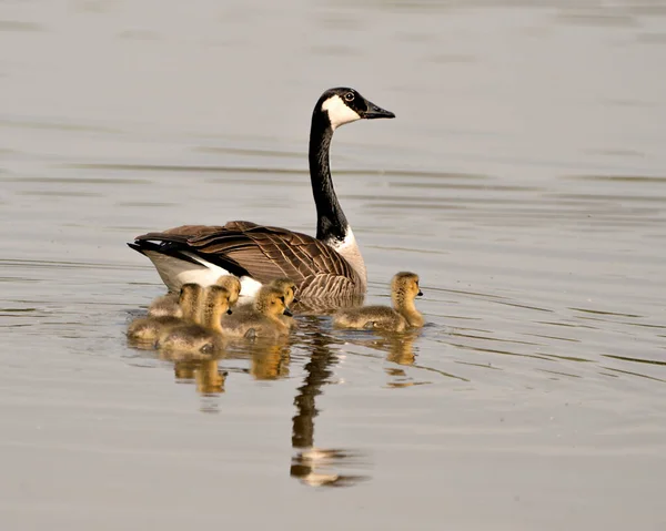 Canadian Goose Gosling Babies Swimming Displaying Wings Head Neck Beak — Stock Photo, Image