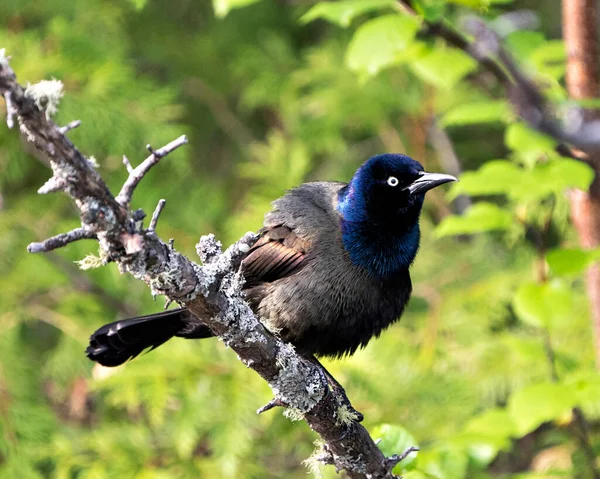 Grackle kuş ormanda bulanık bir arka plan ile tünemiş vücut, mavi leylak tüyü tüyleri, yaşam alanı ve çevresinde k. Genel Grackle Resmi. Görüntü. Portre.