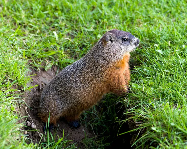 Groundhog Close Zicht Bij Ingang Van Zijn Hol Staan Kijken — Stockfoto