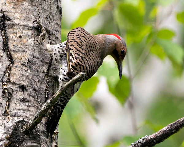 Northern Flicker male bird close-up view, creeping on a tree trunk with a blur background in its environment and habitat surrounding during bird season mating. Flicker Bird Image. Picture. Portrait. Photo.