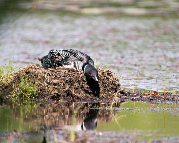 둥우리를 보호하는 서식지에서 배경으로 있습니다 Loon Nest Image Loon Brood — 스톡 사진