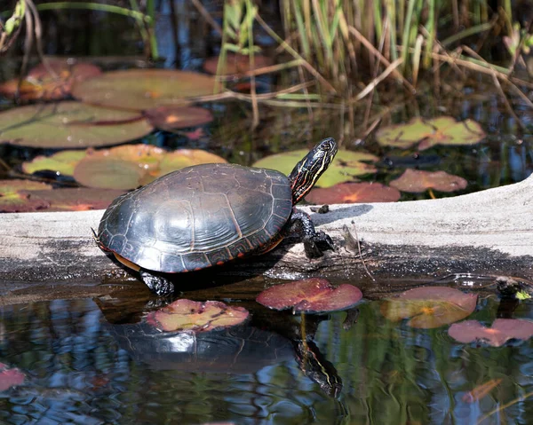 Painted turtle on a log in the pond with lily pad pond, water lilies, and displaying its turtle shell, head, paws in its environment and habitat. Turtle Image. Picture. Portrait. Photo.