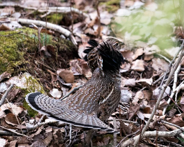 Partridge Male Ruffed Grouse Struts Mating Plumage Fan Tail Forest — Stock Photo, Image