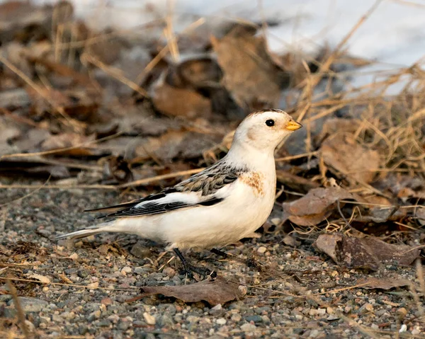 Kar Kiraz Kuşları Yakın Planda Arka Planda Bulanık Kahverengi Yapraklı — Stok fotoğraf