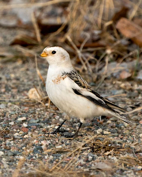 Kar Kiraz Kuşları Yakın Plan Bulanık Bir Geçmişi Olan Yiyecek — Stok fotoğraf