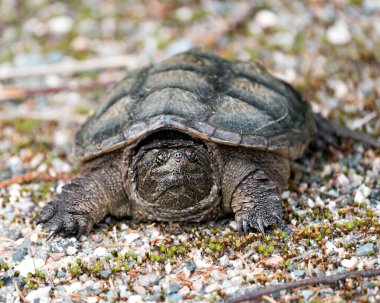 Snapping Turtle close-up profile front view walking on gravel in its environment and habitat surrounding displaying turtle shell. Turtle Picture. Portrait. Image. Photo. 