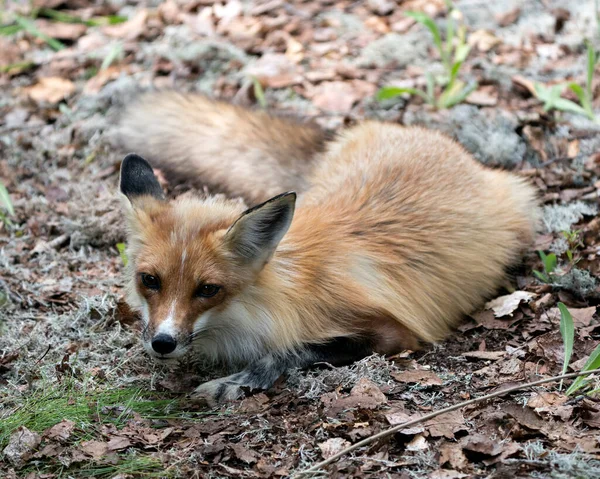 Red Fox Vista Primer Plano Del Perfil Acostado Sobre Musgo — Foto de Stock