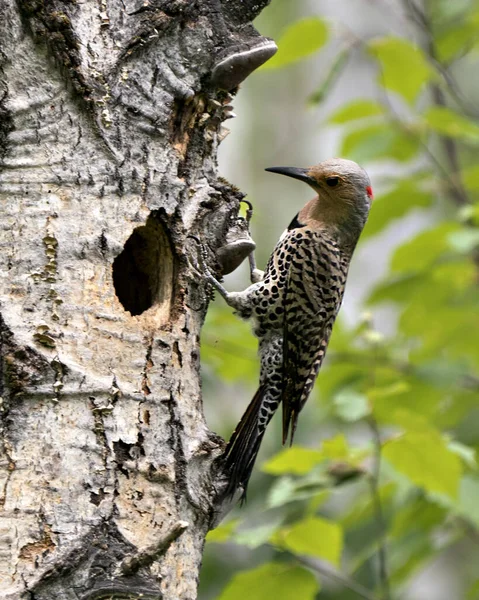 在鸟类季节交配过程中 在其巢穴入口 周围环境和栖息地附近的树上 都可以看到北方雀鸟的特写 鸟的形象 — 图库照片