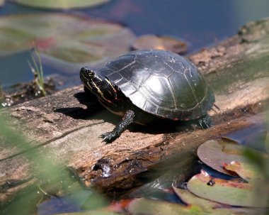 Havuzdaki bir kütüğe boyanmış kaplumbağa, nilüferler, yosunlar, kaplumbağa kabuğu, başı, çevresindeki ve habitatındaki pençeleri. Kaplumbağa resmi. Görüntü. Portre.